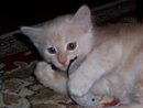 rusty creamsicle, light red kitten