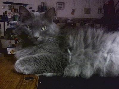 Rye! rye the blue maine coon