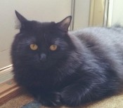 Sable the Cat black cat