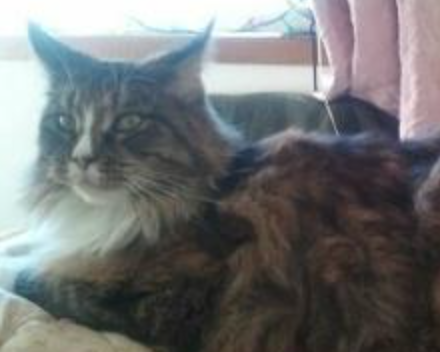 Sabrina the Cat tabby cat