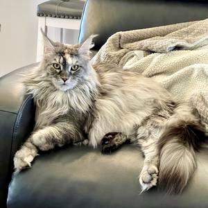 silver patch tabby maine coon kitty.