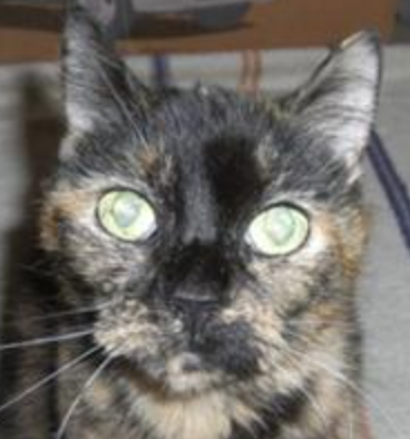 Sadie pretty tortie kitty closeup