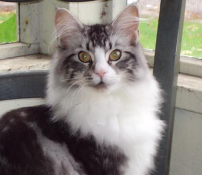 sadie the brown and white maine coon