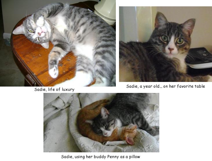sadie the maine coon rescue