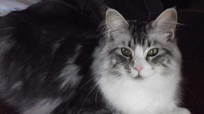 Sadie