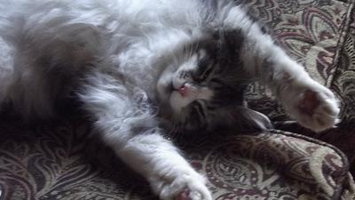 cute gray and white maine coon playing.