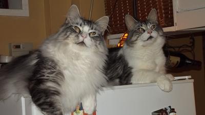 Sadie and Molly