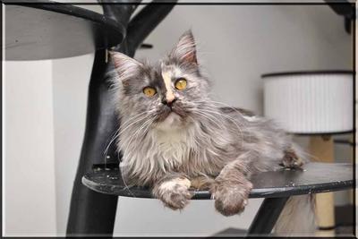 Pretty Maine Coon with Bright Green Eyes pretty maine coon cat with bright green eyes