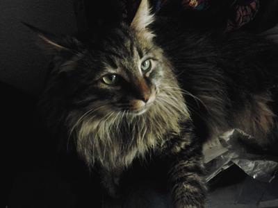 Sammy