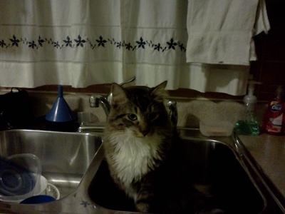 Sammy the tabby cat sitting in a kitchen sink Sammy the tabby cat sitting in a kitchen sink