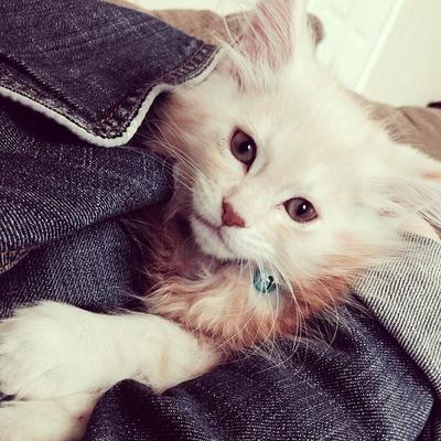 Samson