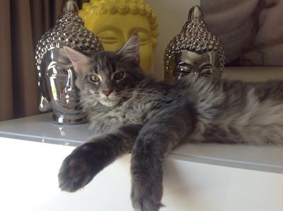 Samson