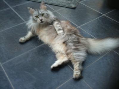 saphira the silver maine coon