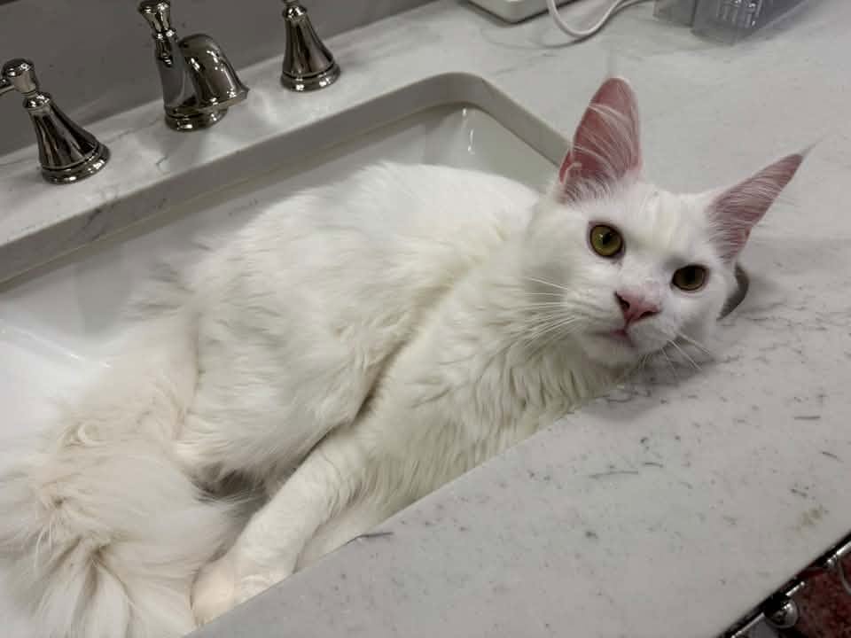 White Maine Coon relaxing in a bathroom sink.