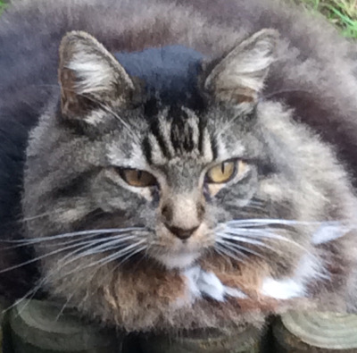 Shandy-Fluff