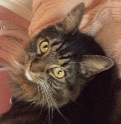 Shandy-Fluff