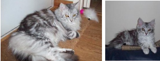 sasha the silver maine coon kitten