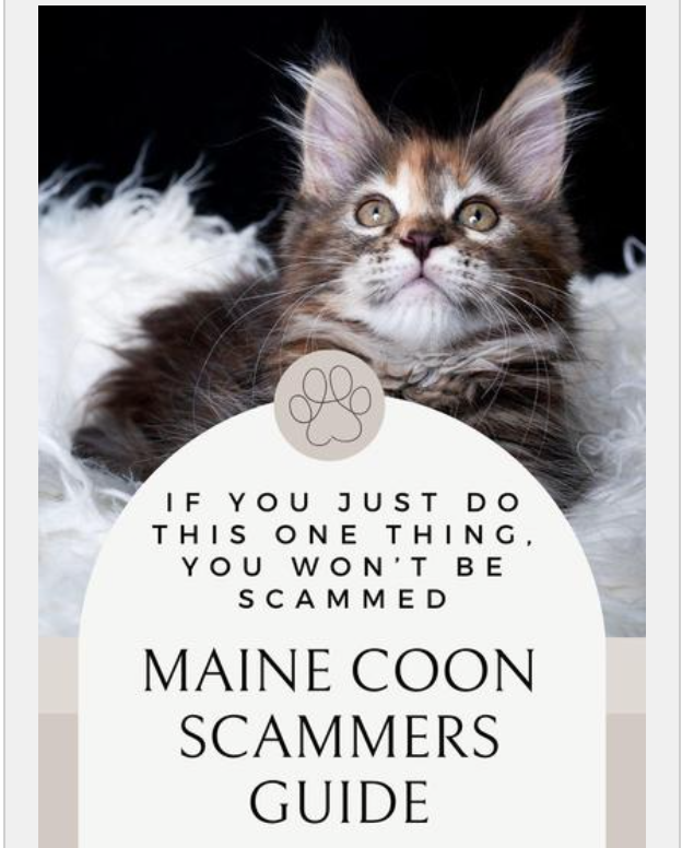 Maine Coon Kitten Scam