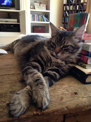 Scamp