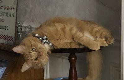 red tabby kitty laying on side table with head hanging