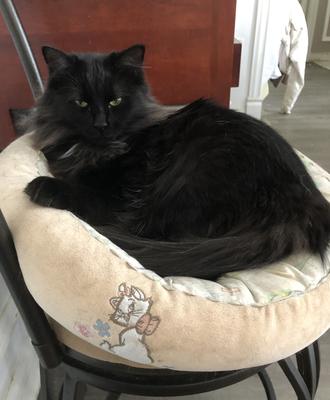 longhaired black cat curled up on cat bed