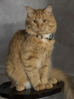 fluffy orange tabby cat posing