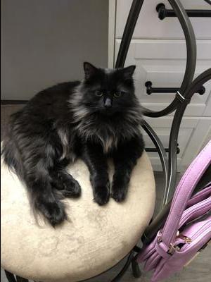 pretty blackhaired cat on a chair