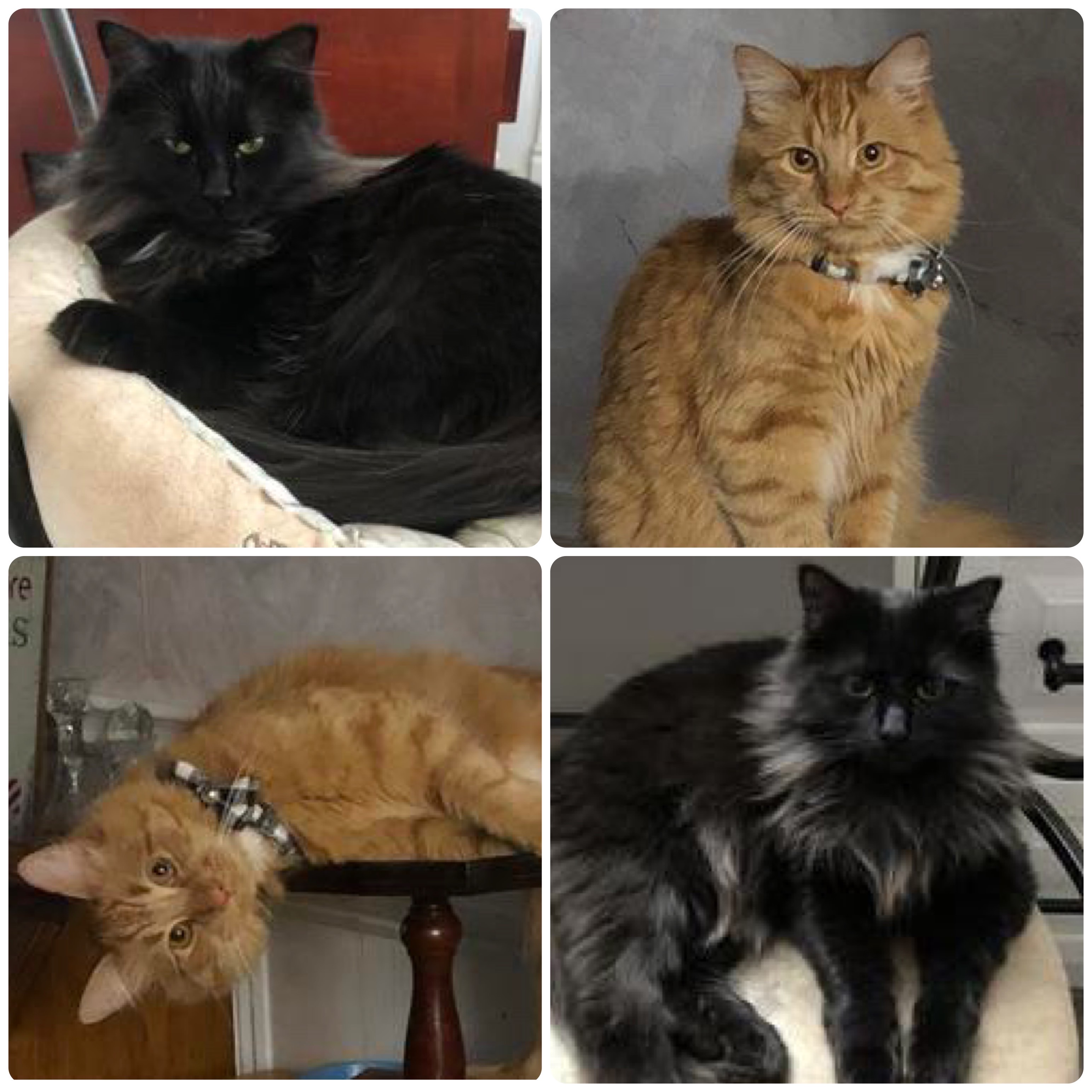 two maine coon mixes