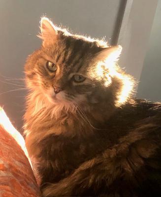 Schmoozie fluffy brown cat in the sunshine
