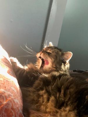 Tired of being so cute fluffy brown cat yawning