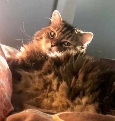 Being cute is hard work cute brown kitty in the sunshine