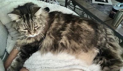 my happy place longhaired brown tabby kitty