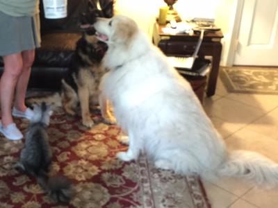 a cat and two dogs sitting together with a person's legs in a living room.