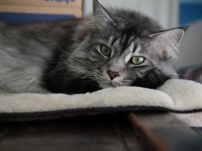 Schooner closeup of a tabby kitty relaxing with head resting on pwas.