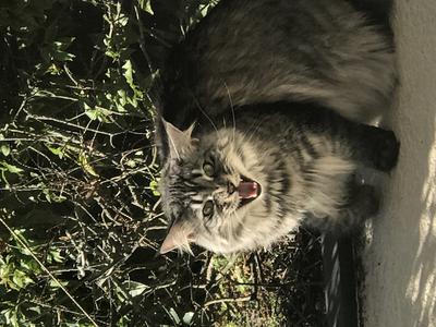 tabby cat mid-meow outdoors.