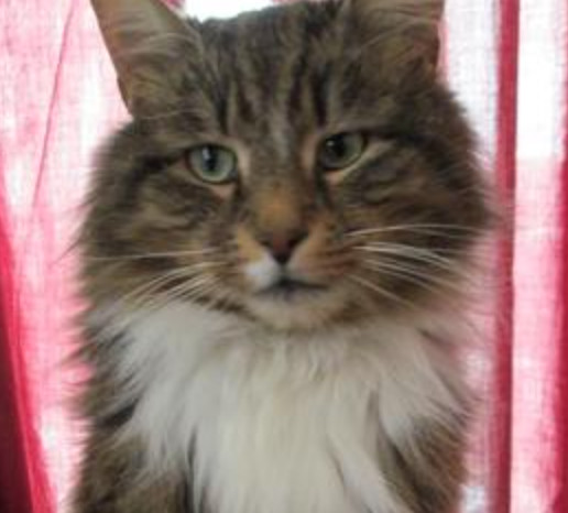 Scooter brown tabby rescue kitty