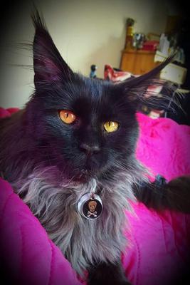 stunning black maine coon cat stunning black maine coon cat