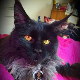 Scout beautiful black maine coon cat