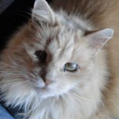 Scrappy fluffy buff colored kitty