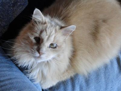 Scrappy buff colored fluffy maine coon mix cat