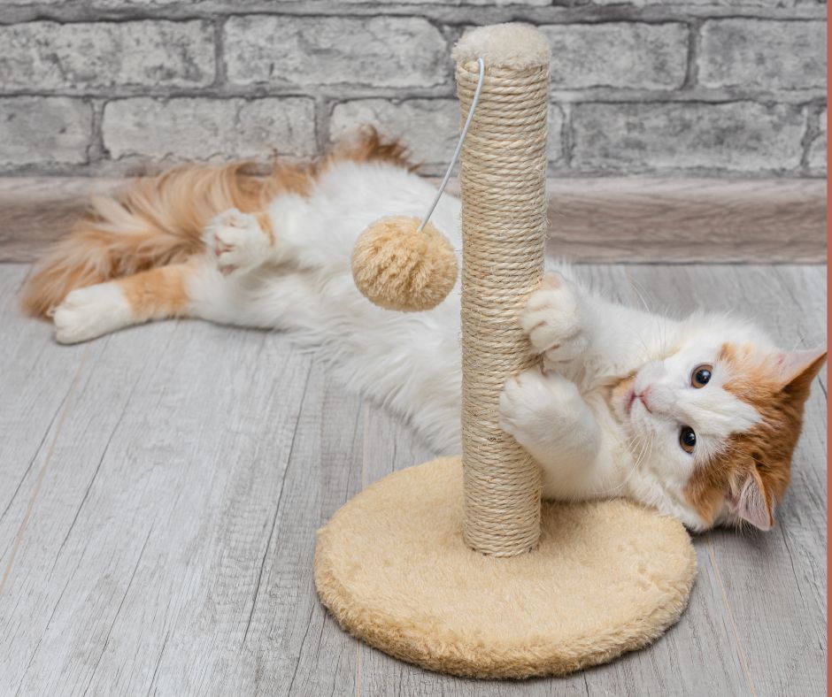 Playtime large red and white cat laying on floor playing with scratching post