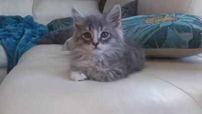 Scratchy