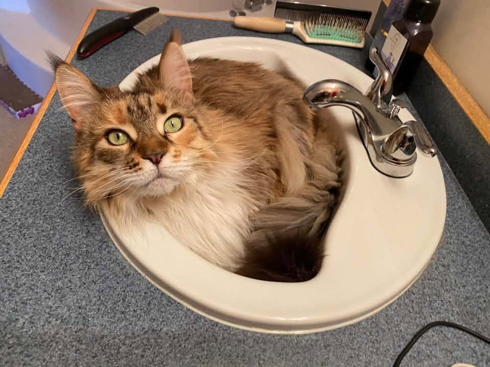 Brown Maine Coon curled up in a white bathroom sink.