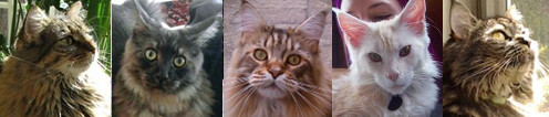 Five Beauties five different maine coon cat photos in a row