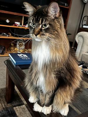 classic brown tabby and white maine coon cat male