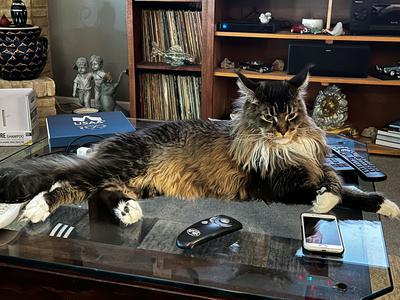 Sergiy brown maine coon with white paws stretched out on a work desk.