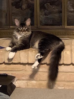 handsome brown with white maine coon cat.