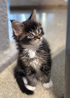 purebred brown tabby with white maine coon kitten.