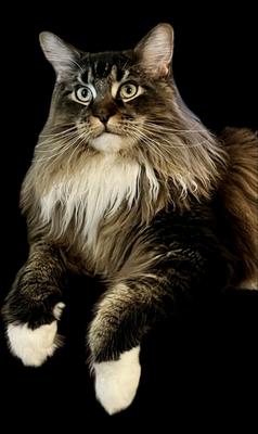 Sergiy brown and white maine coon boy