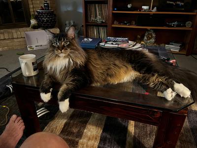 brown and white maine coon cat brown and white maine coon cat